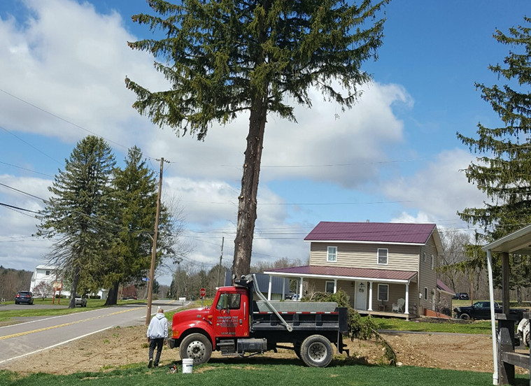 Tree Services